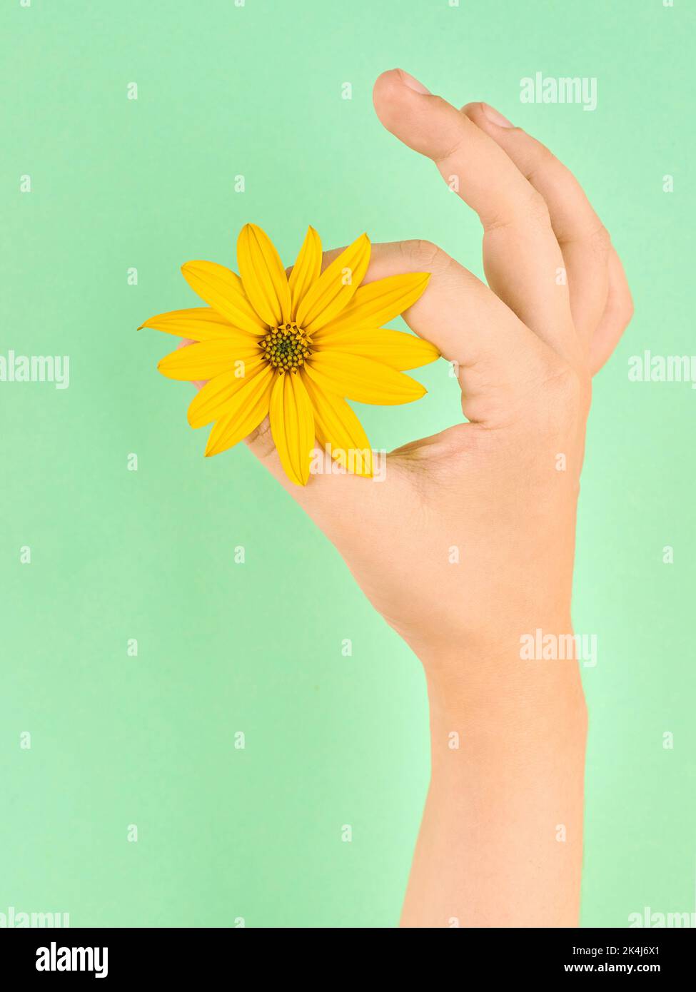 Main femelle tenant le symbole de la fleur jaune de topinambur OK, période de menstruation fine isolée sur fond vert clair. OK bon geste avec naturel Banque D'Images