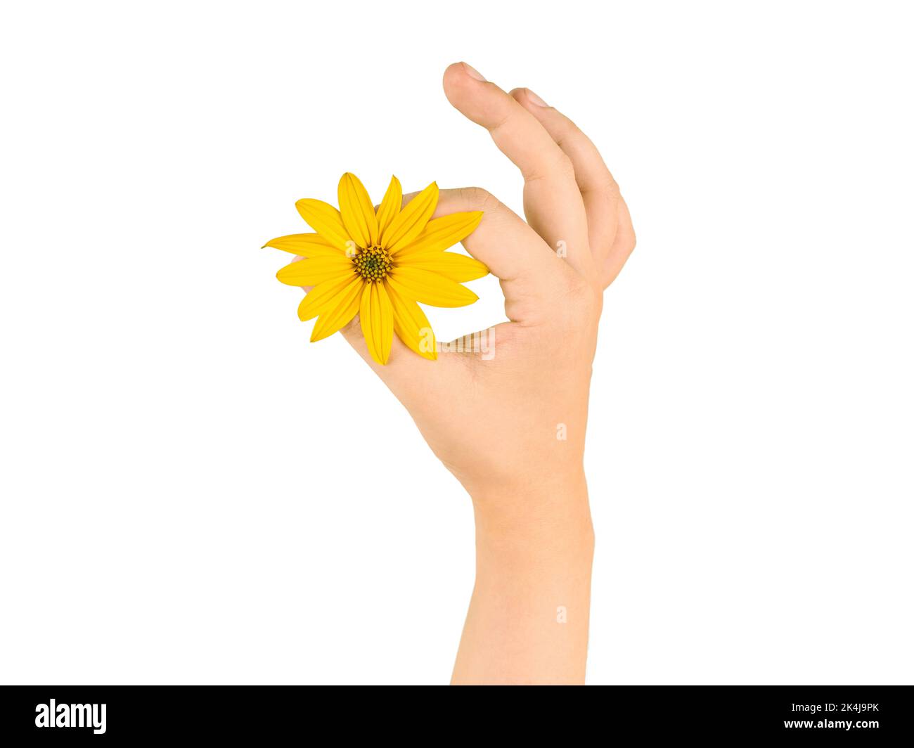 Main femelle tenant la fleur jaune de topinambur symbole OK, période de menstruation fine isolée sur fond blanc. Bon geste avec naturel sauvage Banque D'Images
