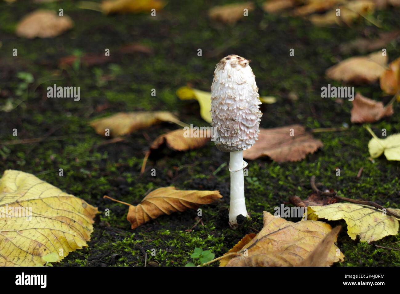 Bouchon à encre de Shaggy ou perruque d'avocat dans les feuilles de la forêt d'automne. Champignons sauvages Coprinus comatus. Banque D'Images