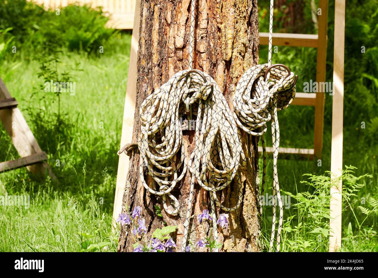 Cordes d'escalade et équipement sur l'arbre préparé pour l'alpinisme. Équipements de sport et d'activité Banque D'Images