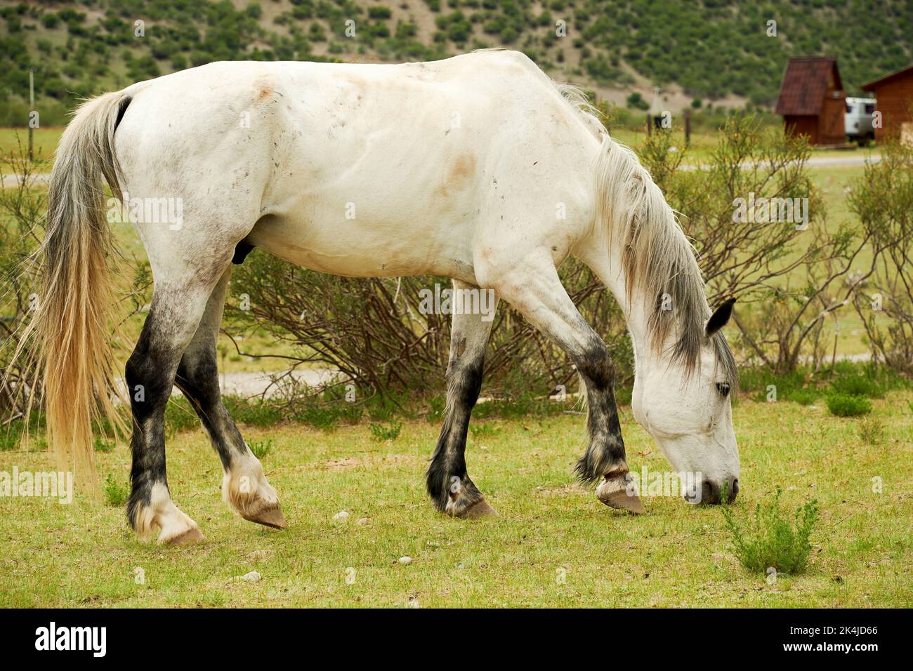 Cheval blanc mangeant de l'herbe sur la vallée dans le village rural. Animaux domestiques Banque D'Images