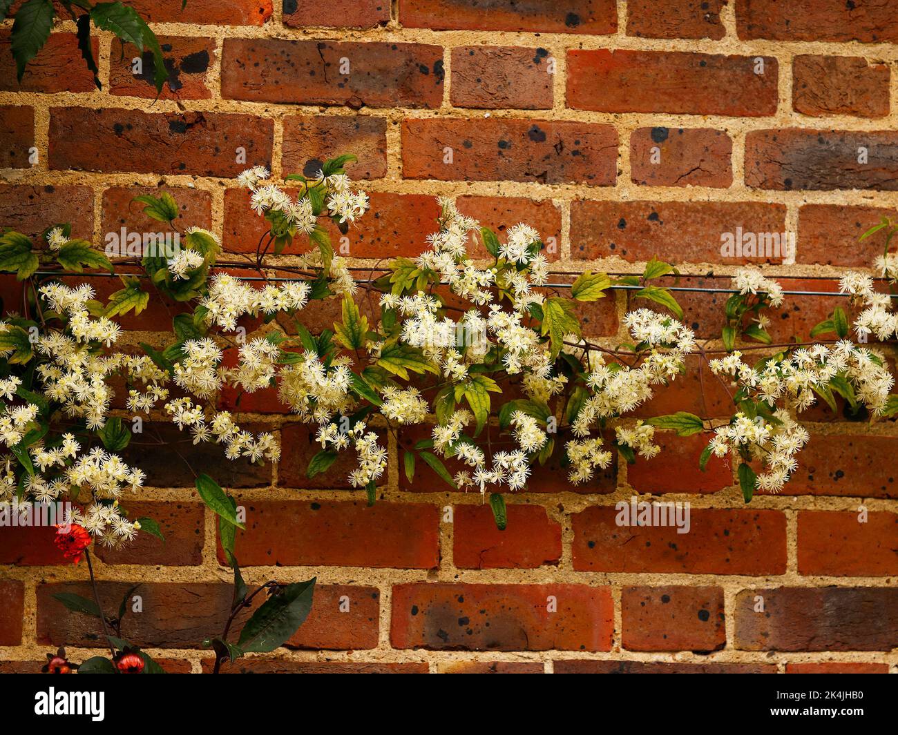 Gros plan de la fin de l'été et de l'automne grimpeur à fleurs Clematis virginiana avec des fleurs blanches pures abondantes qui poussent contre un mur. Banque D'Images