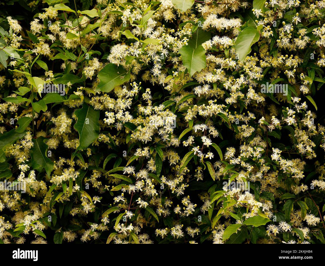 Gros plan de la fin de l'été et de l'automne grimpeur à fleurs Clematis virginiana avec des fleurs blanches pures abondantes qui poussent contre un mur. Banque D'Images