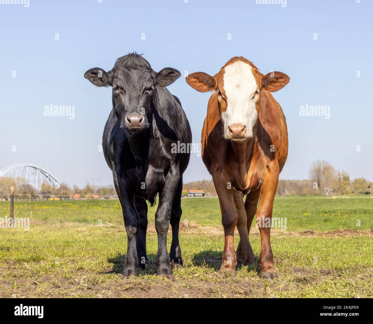 Deux vaches côte à côte, amour portrait d'ensemble, multicolore rouge et noir et blanc diversité et bleu ciel fond Banque D'Images