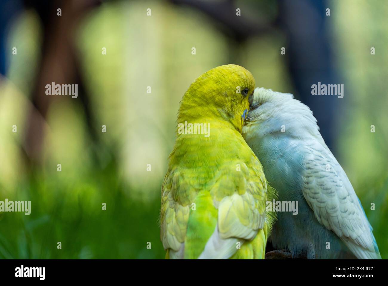 deux oiseaux amoureux, jouant dans l'herbe, un vert jaune et un blanc bleu, petits perruques, fond avec bokeh mexique Banque D'Images