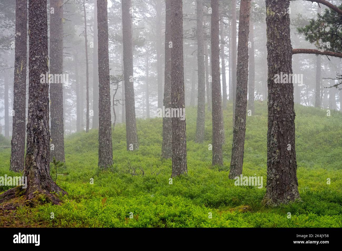 Belle forêt de pins dans la brume vue en Norvège Banque D'Images
