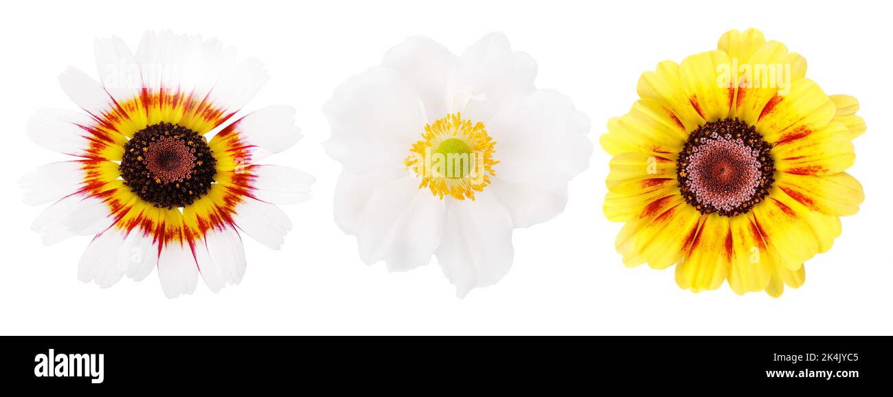 Collection ou ensemble de magnifiques chrysanthèmes et anémones d'été blancs et jaunes isolés sur fond transparent. Banque D'Images
