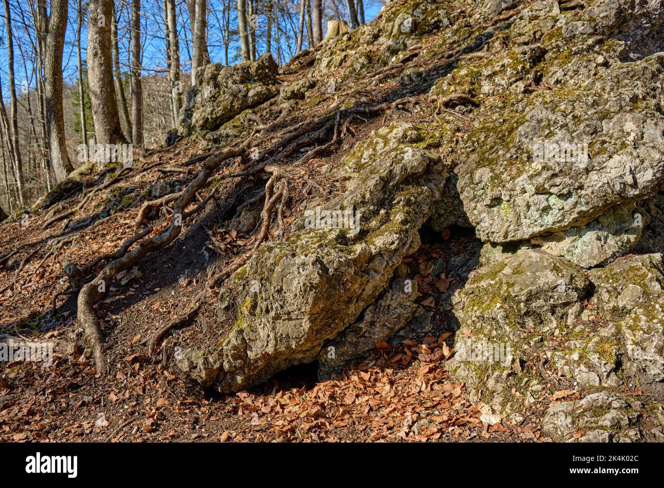 Système racinaire d'arbres et de roche calcaire saillante, ici sur la base d'une zone forestière dans l'Alb souabe près de Burladingen, Bade-Wurtemberg, Allemagne. Banque D'Images