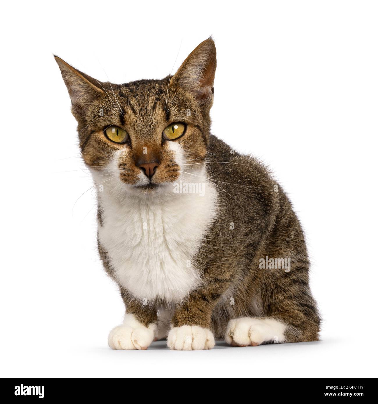 Joli tabby brun avec chat maison blanc, en position allongée face à l'avant. Je ne regarde pas l'appareil photo. Isolé sur un fond blanc. Banque D'Images