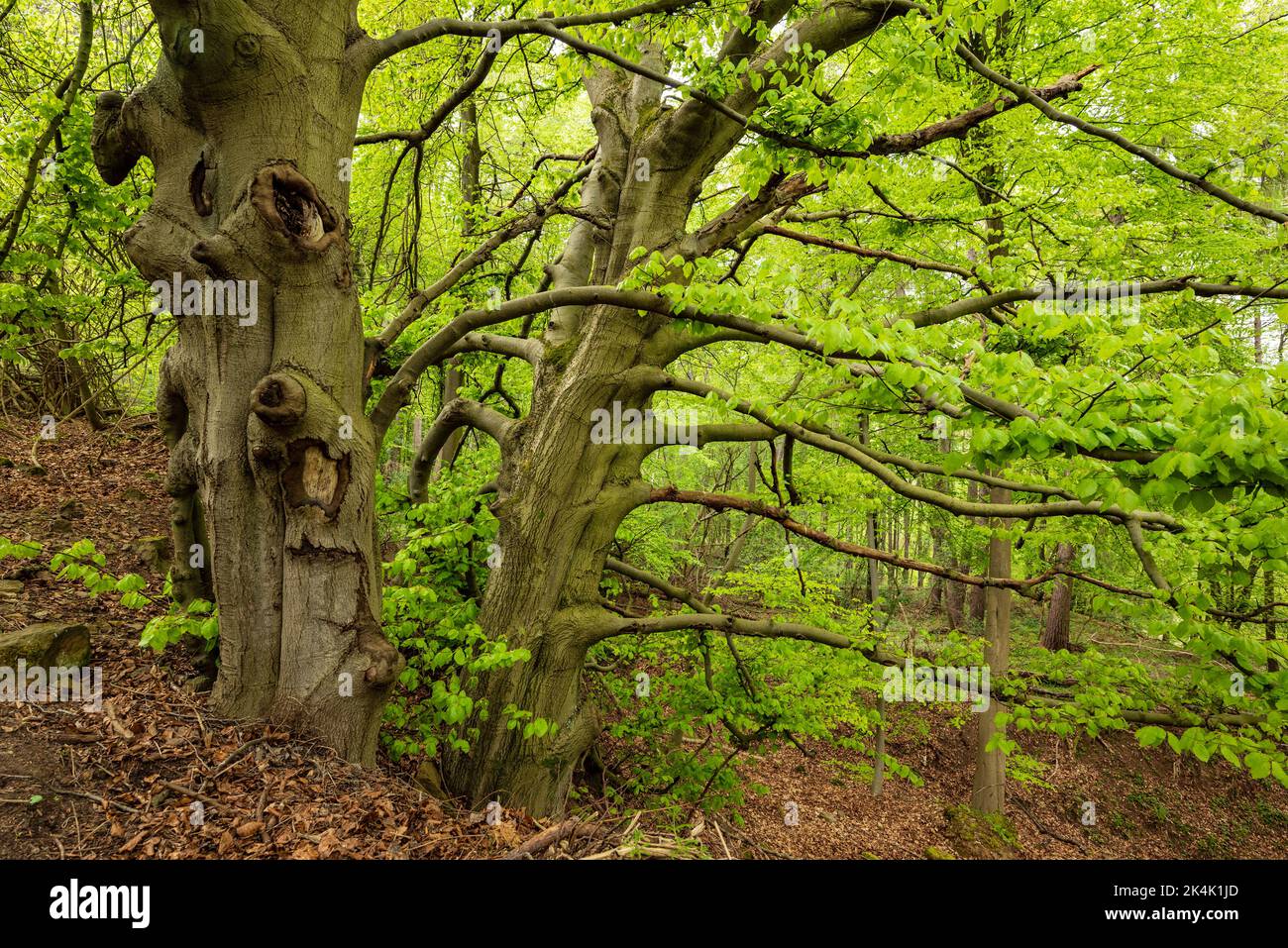 Vieux hêtre ronlé avec de nombreuses branches dans une forêt de hêtre de printemps près de Kleinenbremen, Weserbergland, Allemagne Banque D'Images