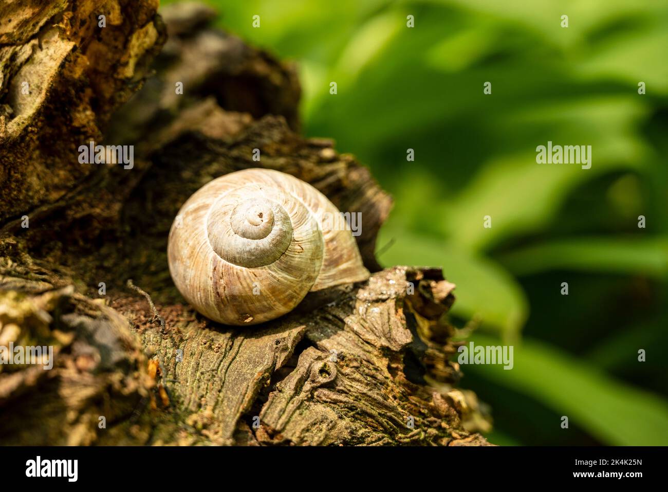 Coquille d'escargot romain ou bordeaux (Helix pomatia) sur une racine d'arbre morte dans une forêt, Allemagne Banque D'Images