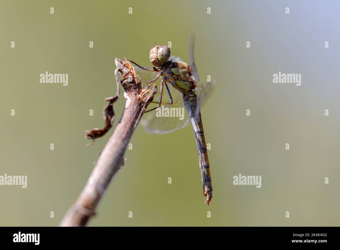 Femelle de la dard à duvet (Sympetrum striolatum) en été, Sussex, Royaume-Uni Banque D'Images Femelle de la dard à duvet (Sympetrum striolatum) en été, Sussex, Royaume-Uni Banque D'Images