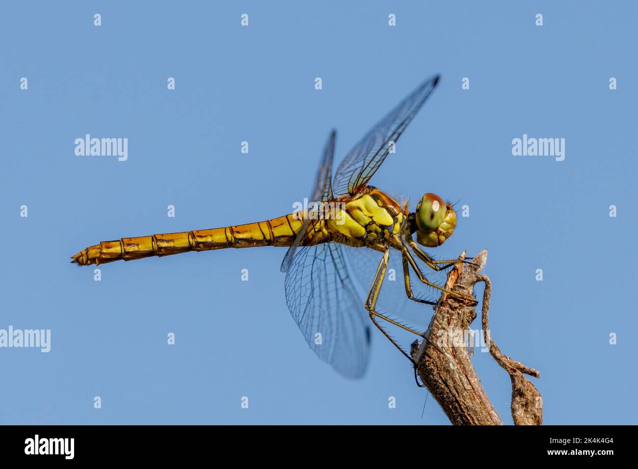 Femelle de la dard à duvet (Sympetrum striolatum) en été, Sussex, Royaume-Uni Banque D'Images Femelle de la dard à duvet (Sympetrum striolatum) en été, Sussex, Royaume-Uni Banque D'Images