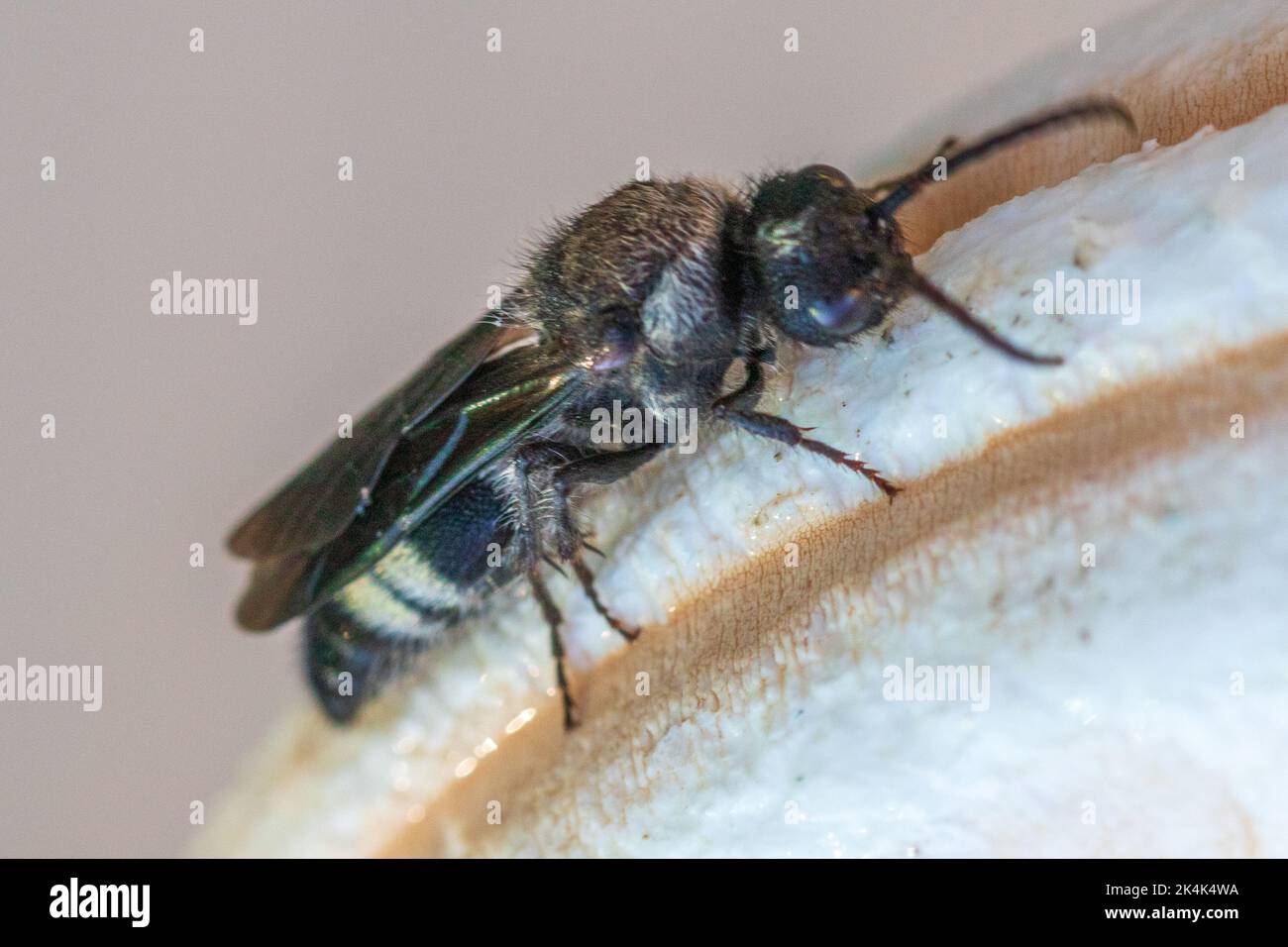 Ronisia, Velvet Ant. Mâle Banque D'Images