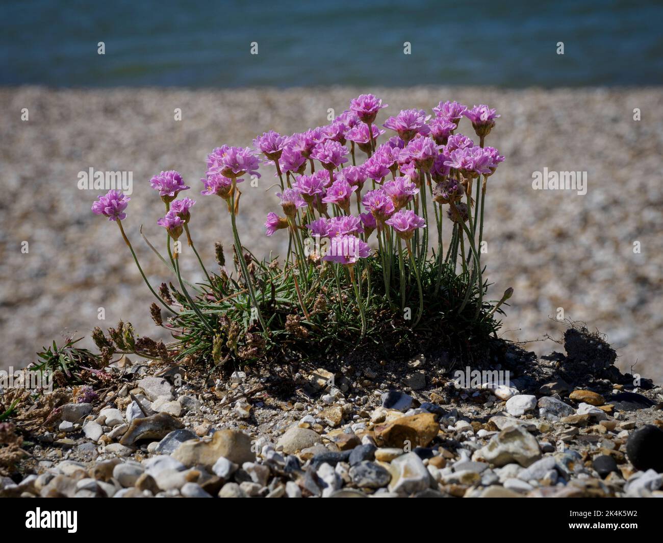 Armeria maritima, fleurs roses de la mer à la plage, Lee-on-the-Solent, Hampshire, Royaume-Uni Banque D'Images