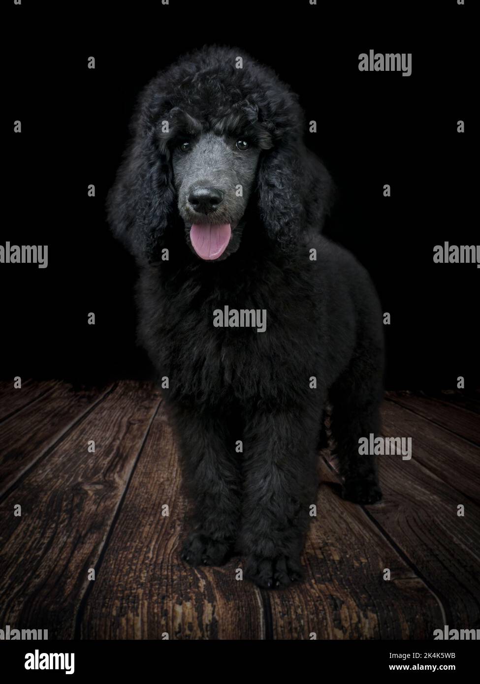 Chiot Blue Standard Poodle de trois mois Banque D'Images