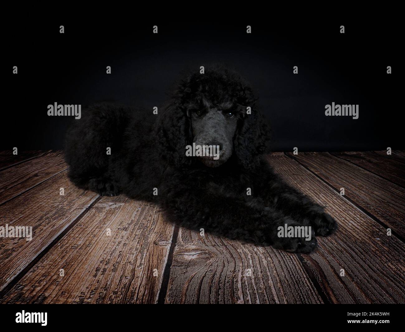 Chiot Blue Standard Poodle de trois mois Banque D'Images