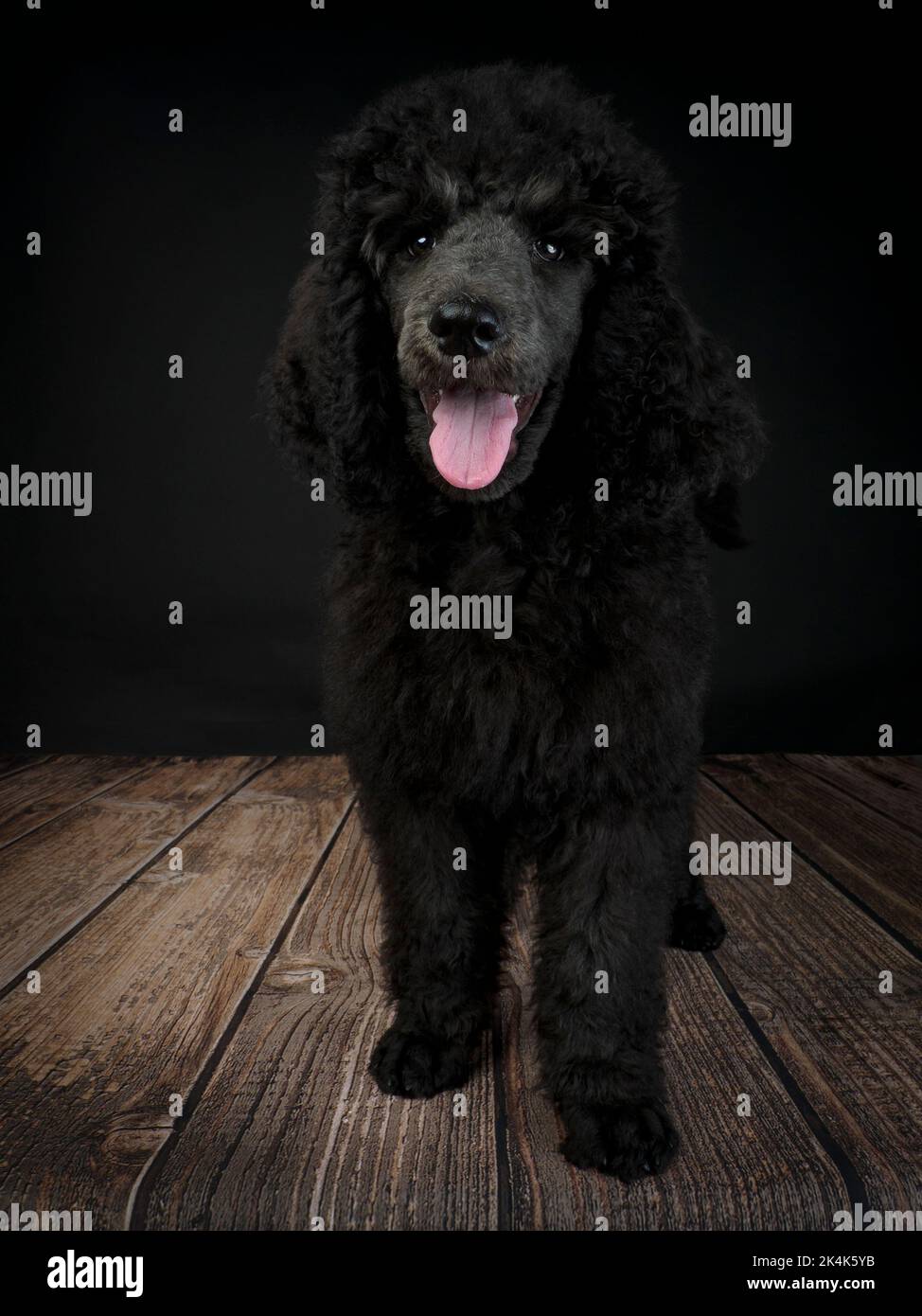 Chiot Blue Standard Poodle de trois mois Banque D'Images