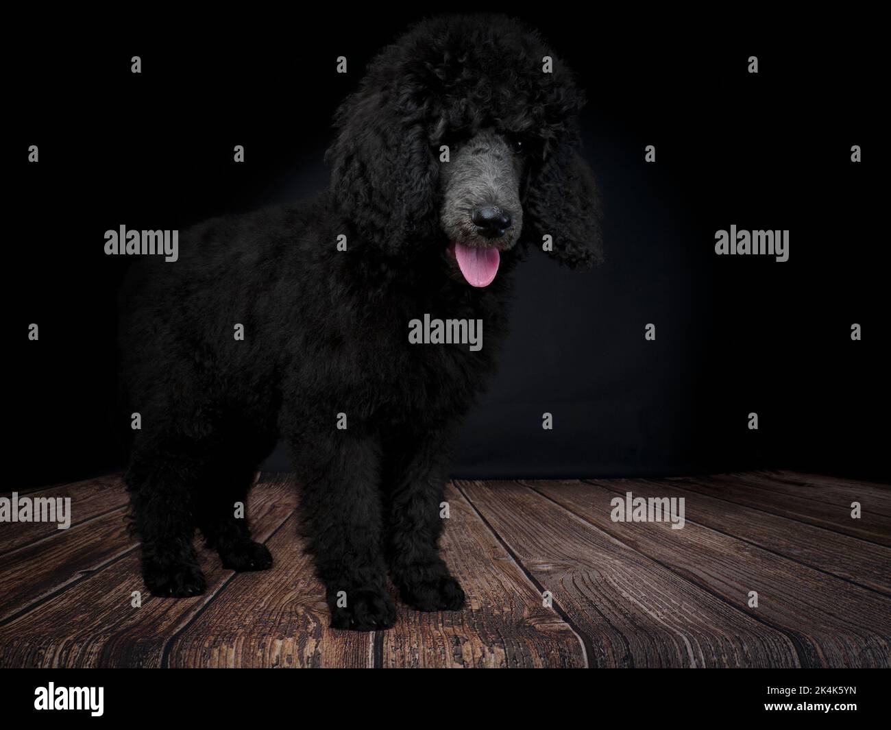 Chiot Blue Standard Poodle de trois mois Banque D'Images