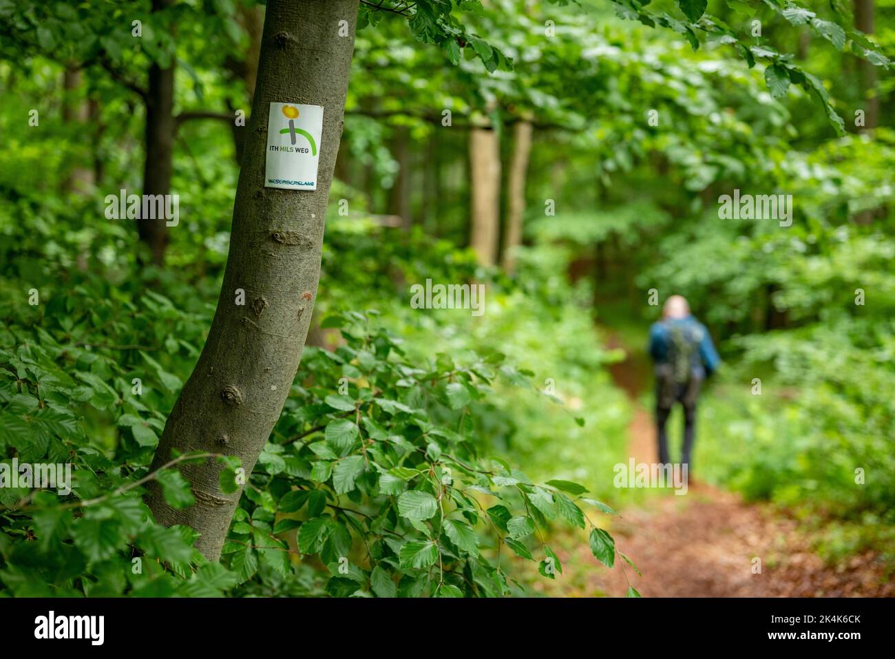 Marqueur de sentier pour le sentier de randonnée longue distance 'Ith-HiLS-Weg' an a Tree, avec un randonneur flou en arrière-plan, Weserbergland, Allemagne Banque D'Images