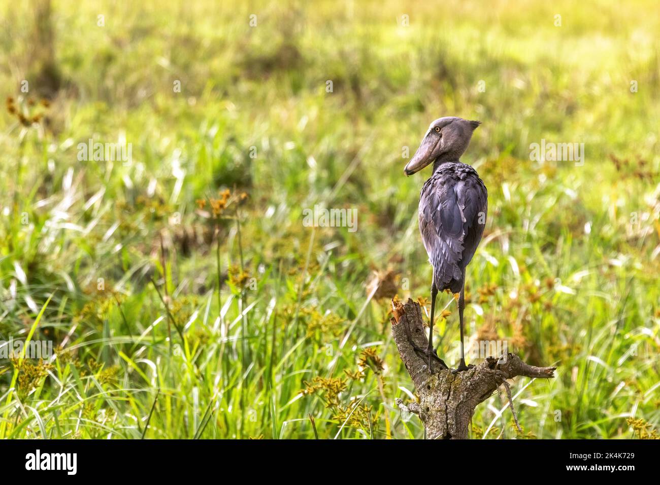 Cigogne de Shoebill, balaeniceps rex, perchée sur un tronc d'arbre mort au-dessus des marais du parc national de la Reine Elizabeth, en Ouganda. Banque D'Images