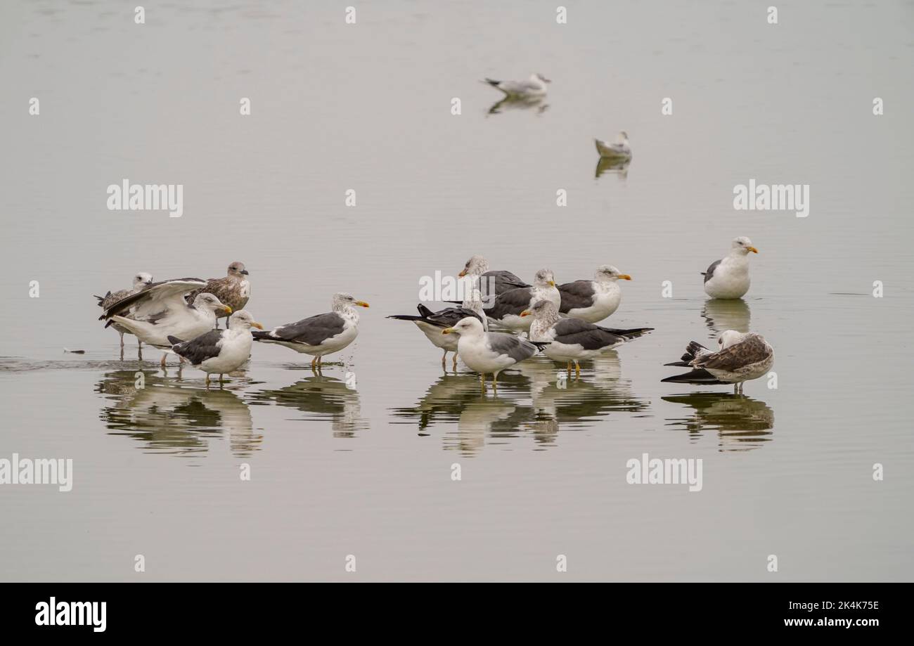 Troupeau de petits mouettes à dos noir, Larus fuscus à la réserve naturelle de Guadalhorce, Malaga, Espagne. Banque D'Images