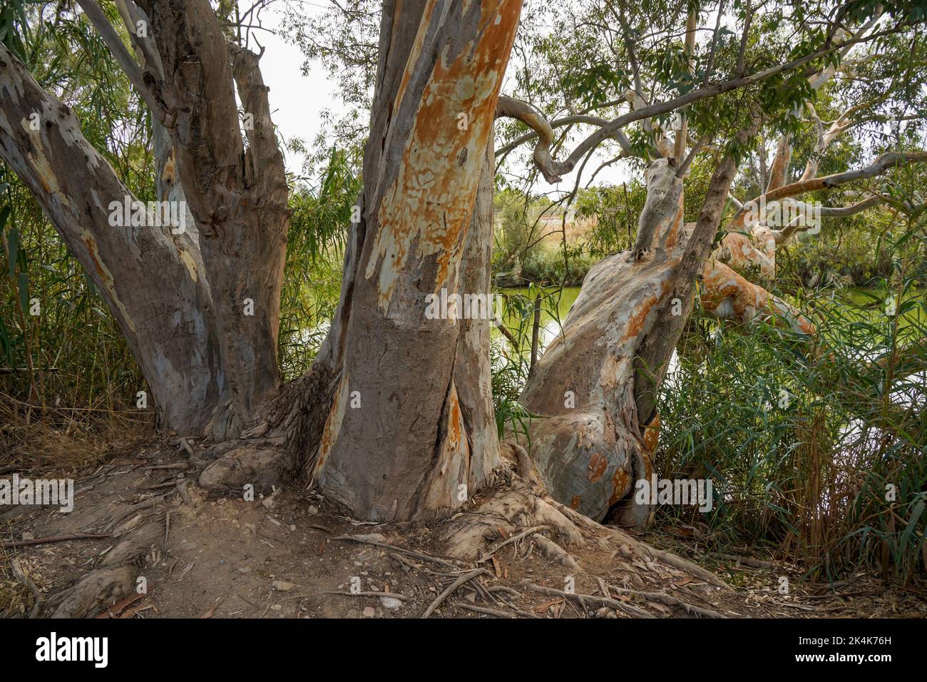 Grand Eucalyptus, à côté de la rivière Espagne. Banque D'Images