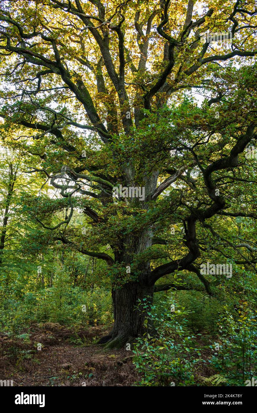 Le vieux chêne puissant appelé 'Rapp-Eiche' dans la forêt ancienne 'Urwald Sababurg', Reinhardswald, Hesse, Allemagne Banque D'Images