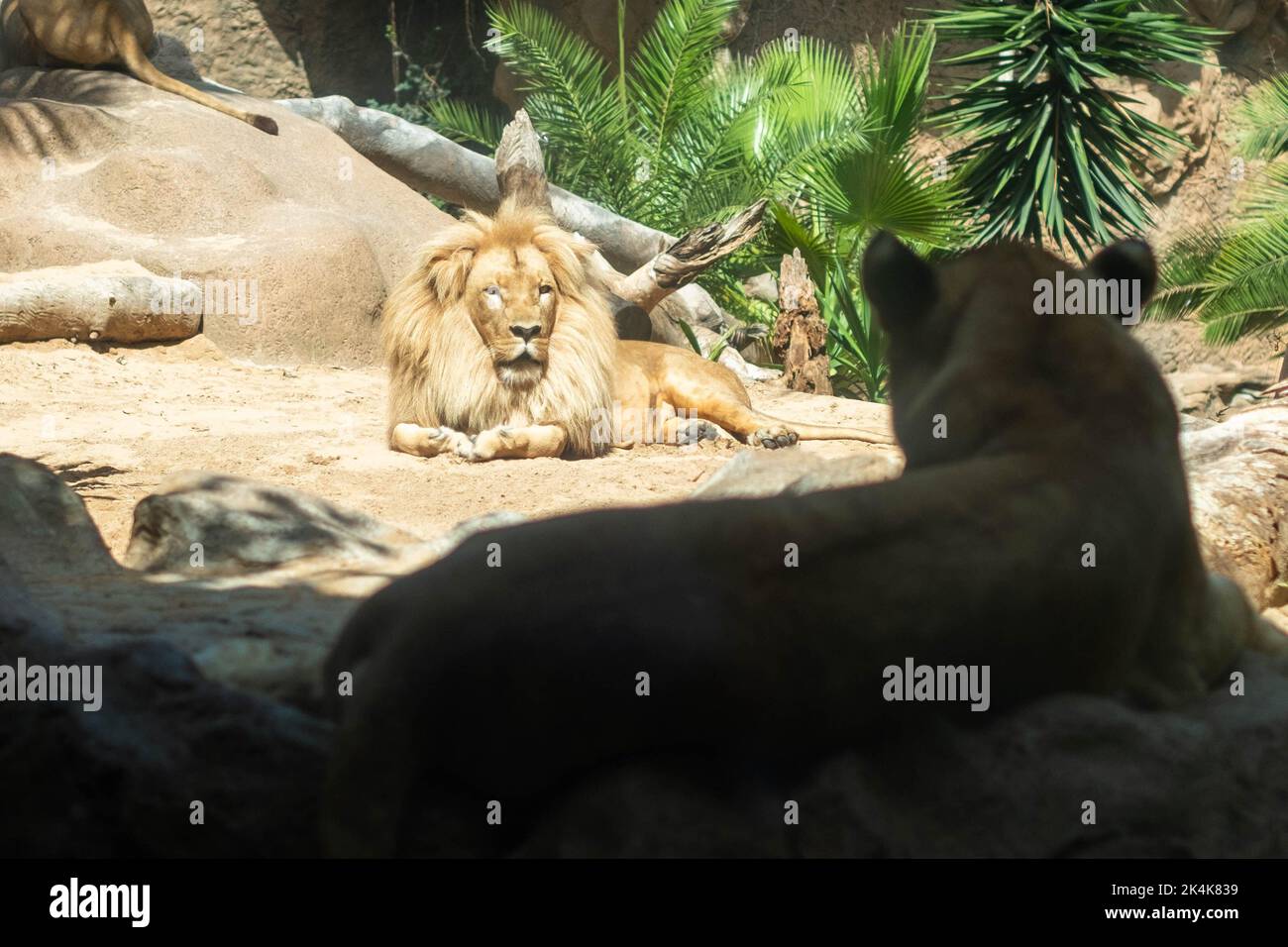 Lion une lionne dans le zoo Banque D'Images