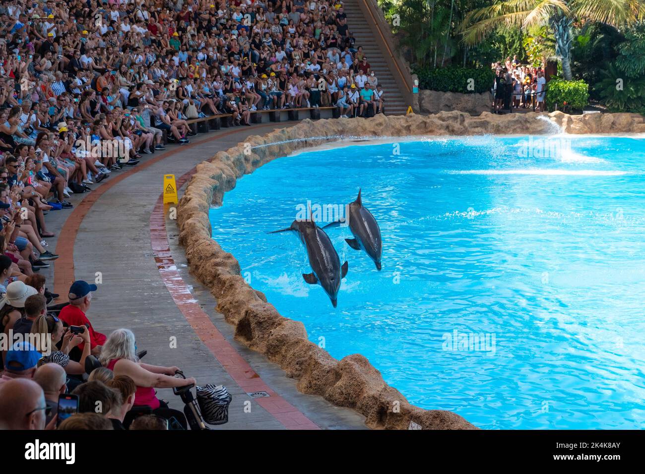Ténérife, Espagne - août 2022 : spectacle de dauphins au Loro Parque de Ténérife Banque D'Images