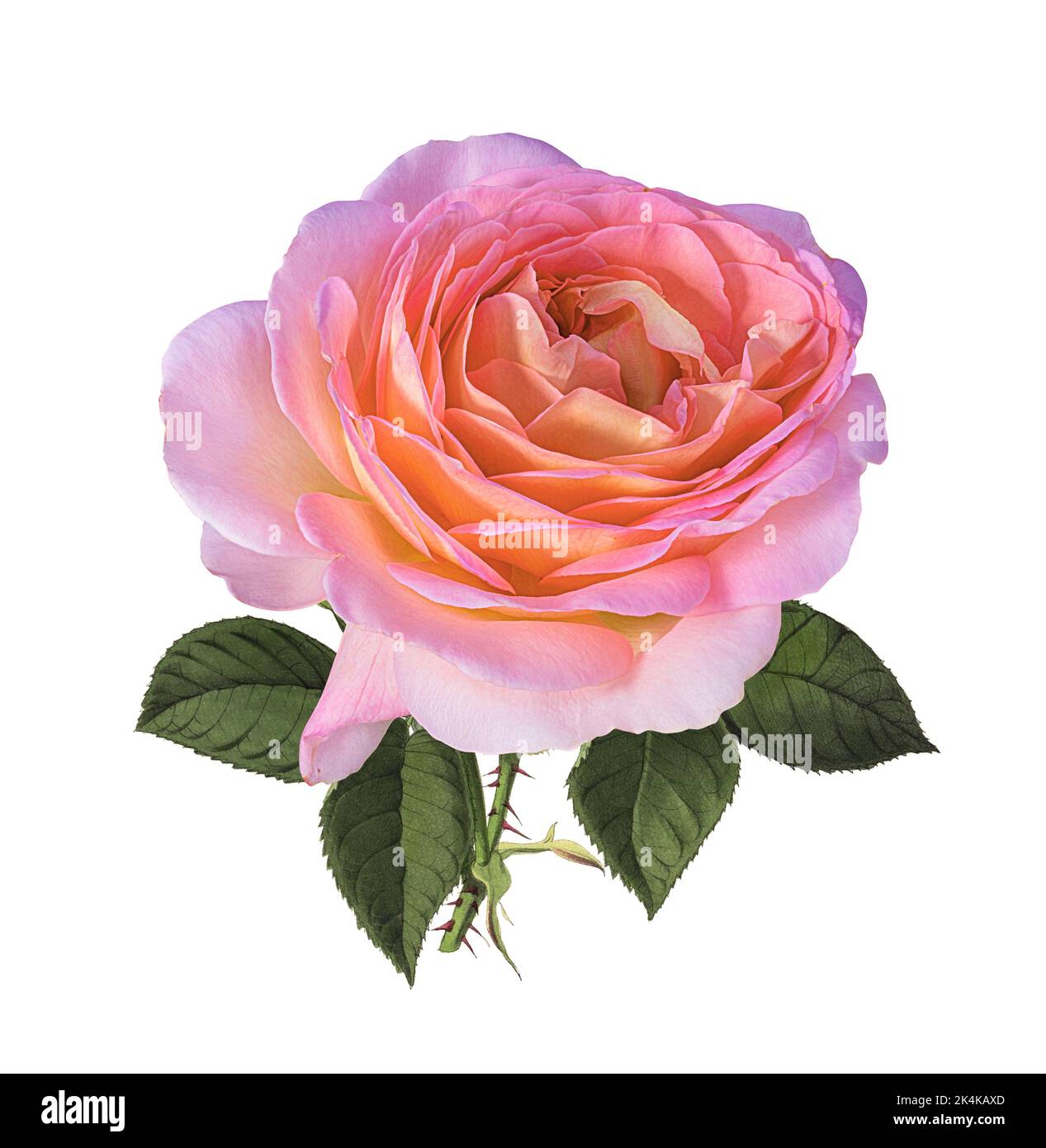 Roses isolé sur fond blanc Banque D'Images Roses isolé sur fond blanc Banque D'Images