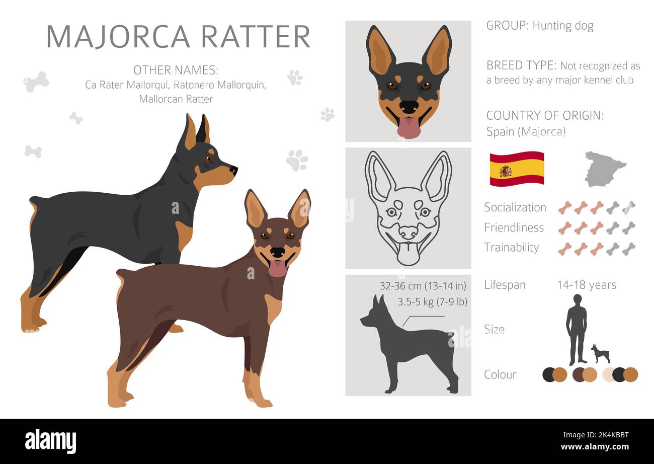 La falaise de Majorque Ratter. Ensemble de couleurs de manteau. Infographie sur les caractéristiques de toutes les races de chiens. Illustration vectorielle Illustration de Vecteur