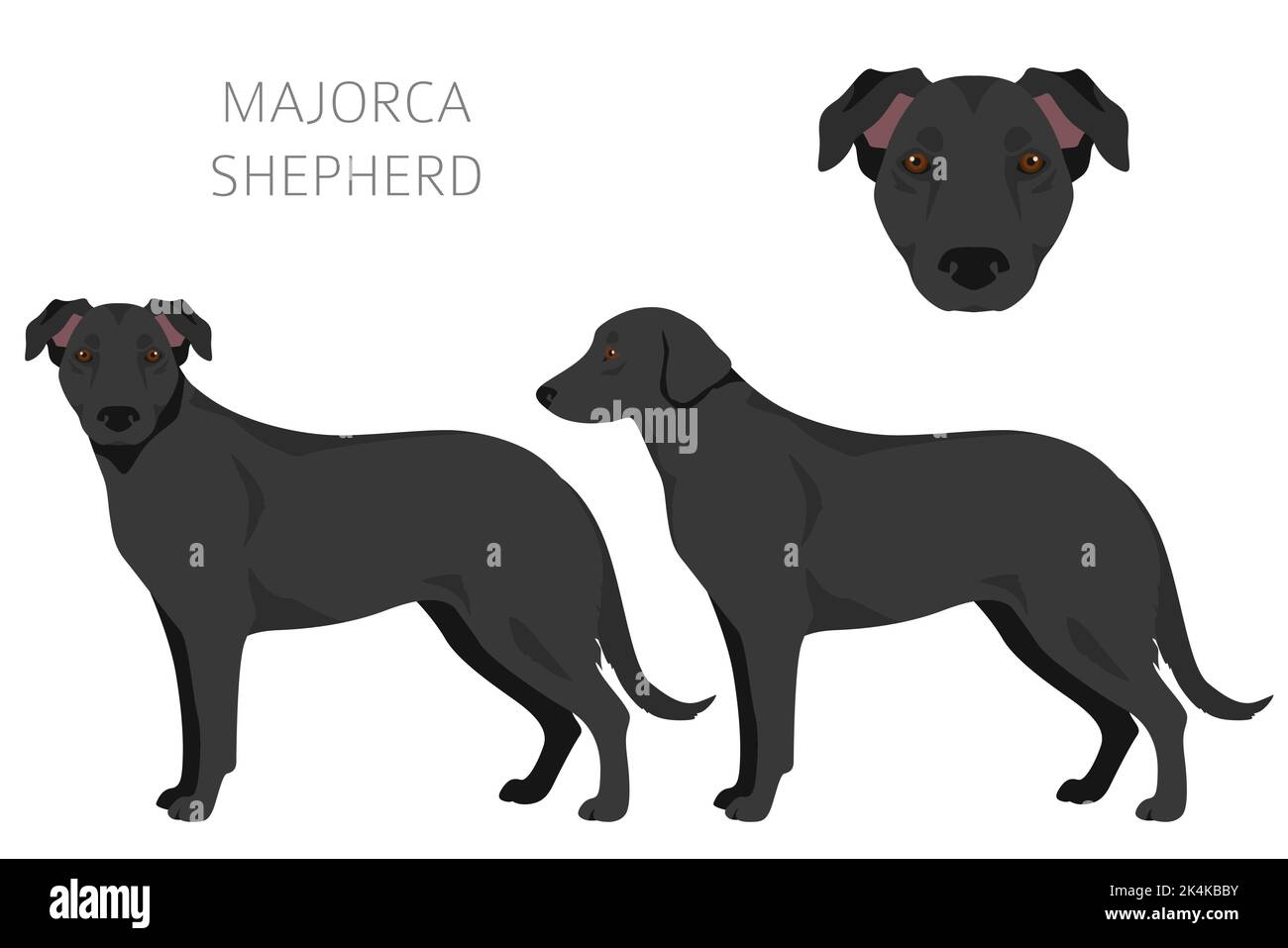 Majorque Berger chien falaise. Ensemble de couleurs de manteau. Infographie sur les caractéristiques de toutes les races de chiens. Illustration vectorielle Illustration de Vecteur