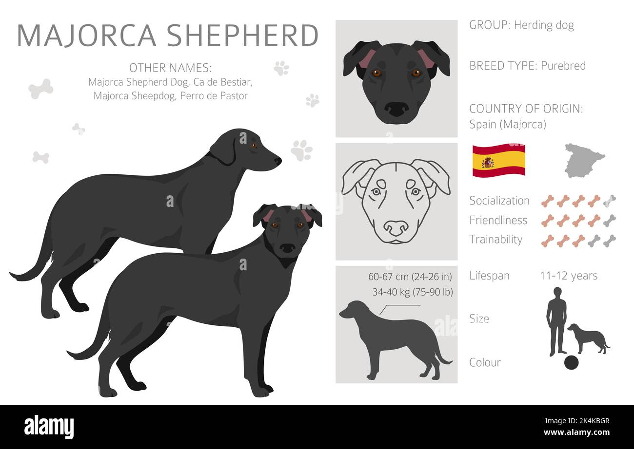 Majorque Berger chien falaise. Ensemble de couleurs de manteau. Infographie sur les caractéristiques de toutes les races de chiens. Illustration vectorielle Illustration de Vecteur