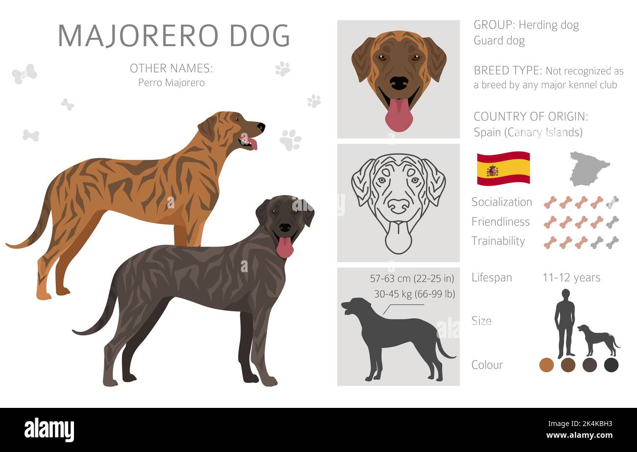 Falaise de chien Majorero. Ensemble de couleurs de manteau. Infographie sur les caractéristiques de toutes les races de chiens. Illustration vectorielle Illustration de Vecteur