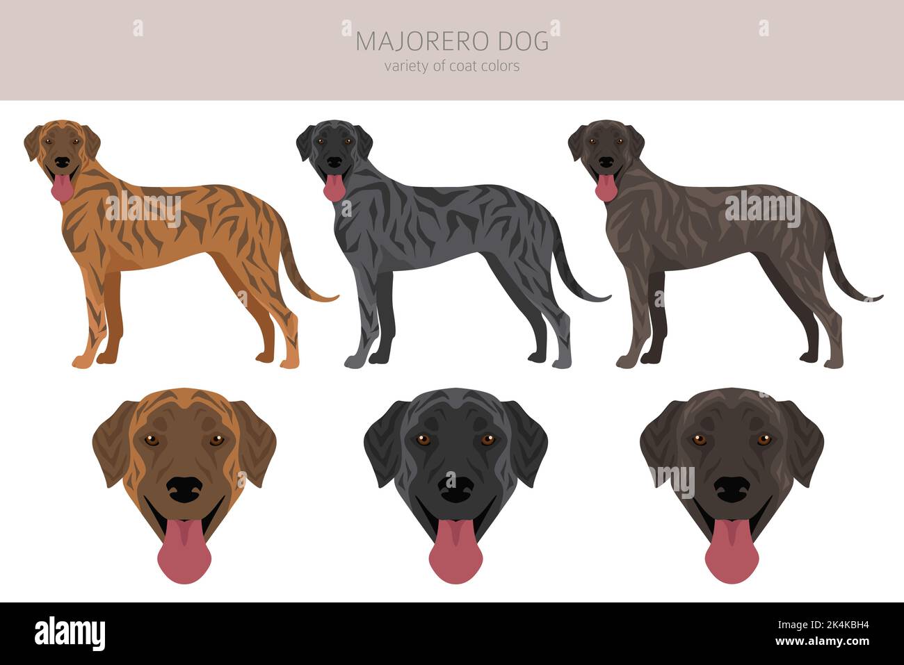 Falaise de chien Majorero. Ensemble de couleurs de manteau. Infographie sur les caractéristiques de toutes les races de chiens. Illustration vectorielle Illustration de Vecteur