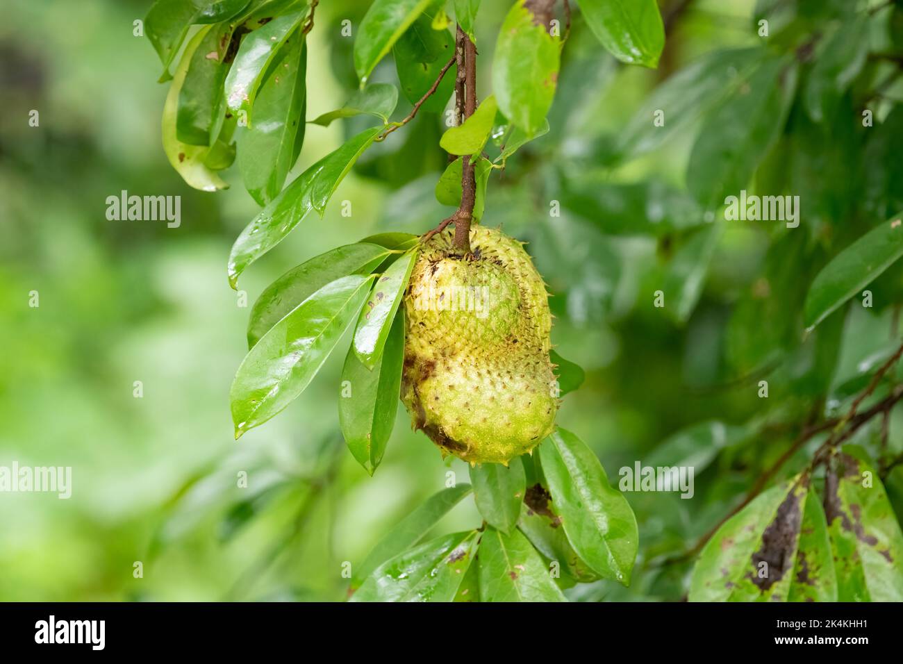 Laxman phal ou soursop fruit suspendu sur l'arbre dans le jardin à Mangalore, Inde. Banque D'Images