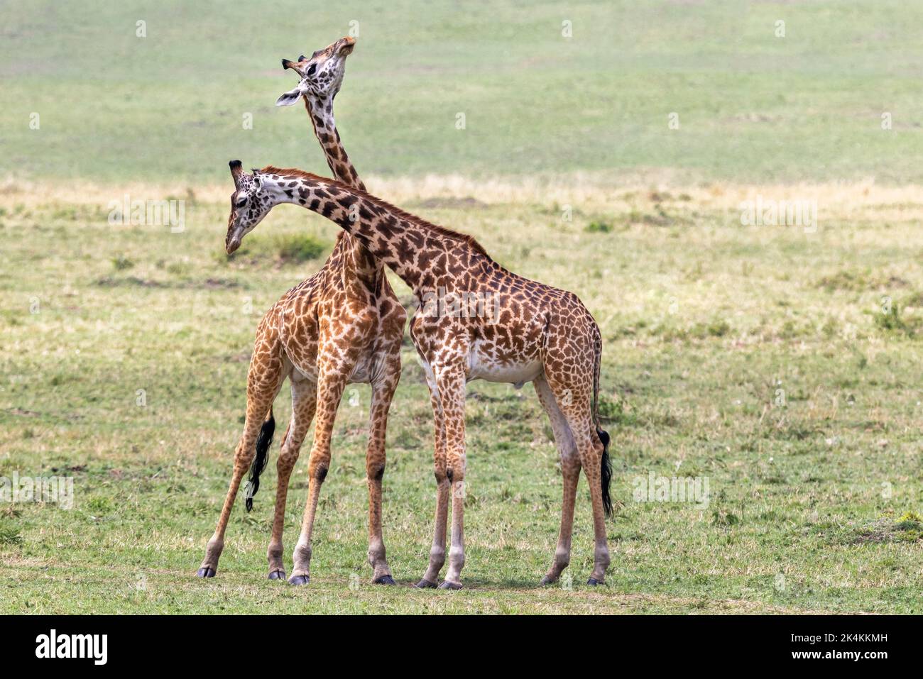 Deux jeunes adultes mâles Masai girafes, giraffa camelopardalis, qui se narroguent ou se dispersent dans le Masai Mara, Kenya. Banque D'Images