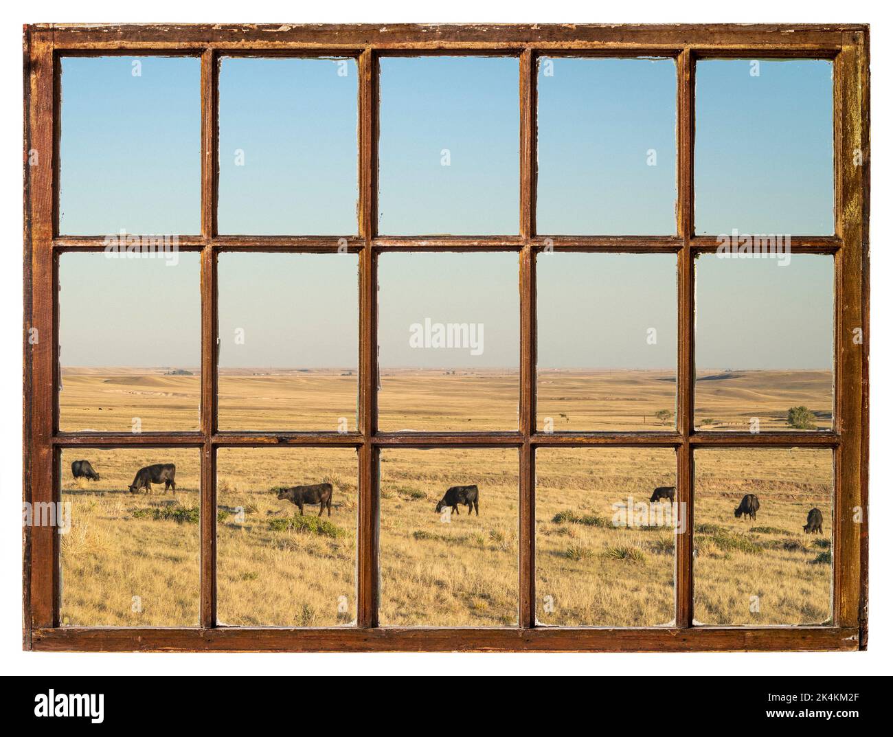Bétail qui broutage dans une prairie du Colorado, vu depuis une fenêtre à guillotine d'époque Banque D'Images