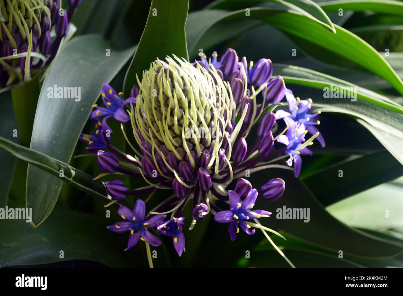 Pourpre/Bleu Scilla peruviana 'Portugais Squill' Flower cultivé dans la Maison alpine à RHS Garden Harlow Carr, Harrogate, Yorkshire, Angleterre, Royaume-Uni. Banque D'Images