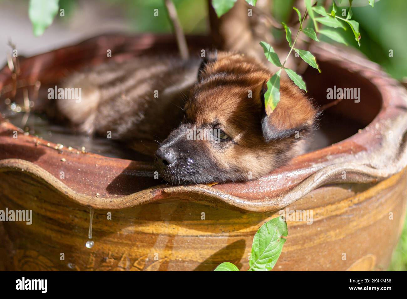 Le chiot brun triste se trouve dans l'eau dans un grand pot de fleurs. Faible profondeur de champ. Photo horizontale. Banque D'Images