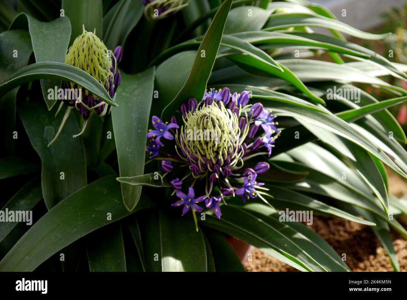 Pourpre/Bleu Scilla peruviana 'Portugais Squill' Flower cultivé dans la Maison alpine à RHS Garden Harlow Carr, Harrogate, Yorkshire, Angleterre, Royaume-Uni. Banque D'Images