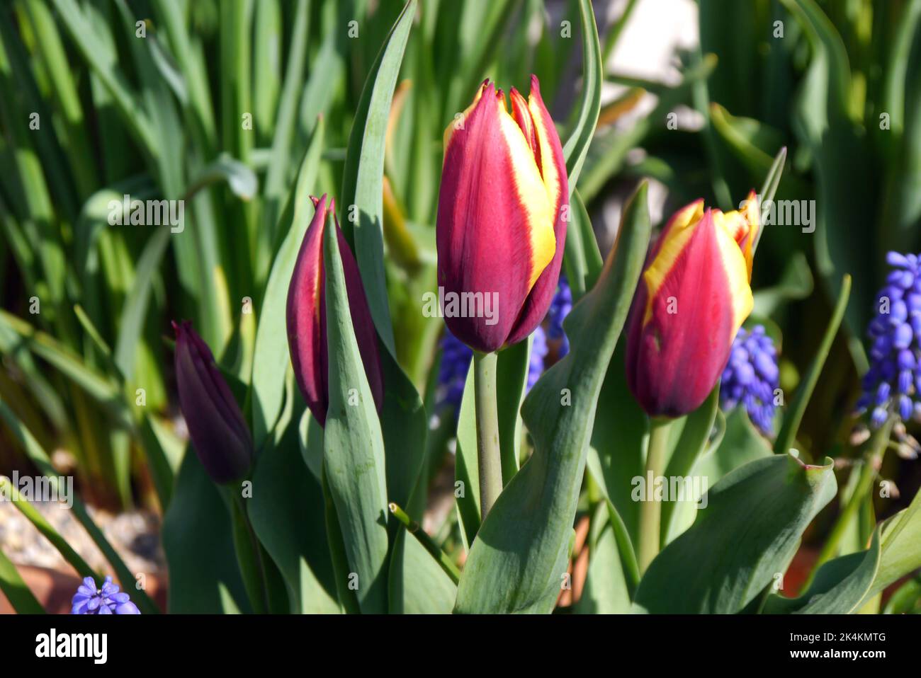 Fermé Tulipa Muvota (Slawa) fleurs tulipes cultivées à RHS Garden Harlow Carr, Harrogate, Yorkshire, Angleterre, Royaume-Uni. Banque D'Images