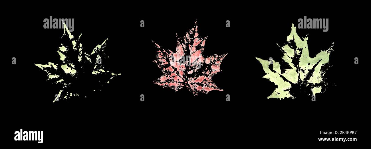 Ensemble de trois vraies aquarelles automnales colorées feuilles d'érable traces isolées sur fond noir. Feuilles aquarelles. Illustration botanique. Automne octobre Banque D'Images