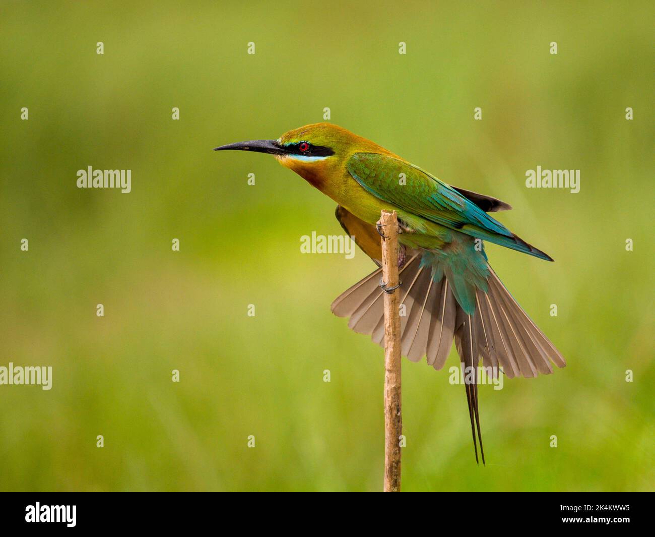 Queue bleu Bee Eater Banque D'Images
