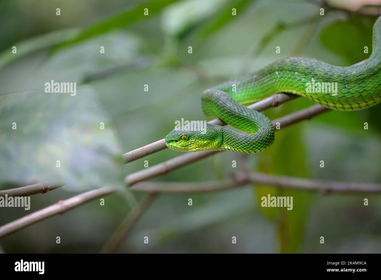 Gros plan d'une vipère de Pit vert (Trimeresurus macrops). Banque D'Images