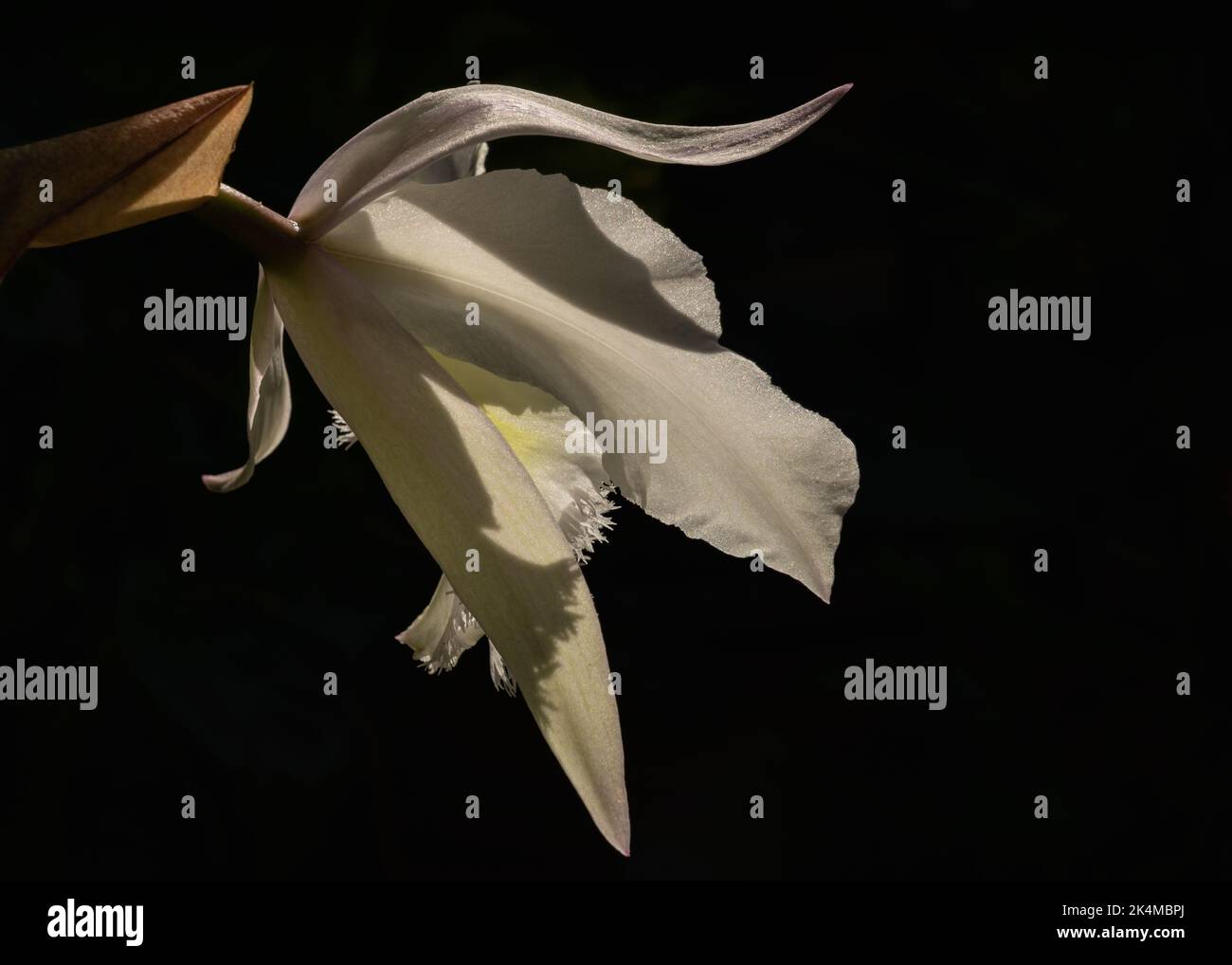 Gros plan profil vue de la belle délicate ivoire blanc et jaune chattleya hybride de la fleur d'orchidée isolée à l'extérieur dans la lumière du soleil sur fond sombre Banque D'Images