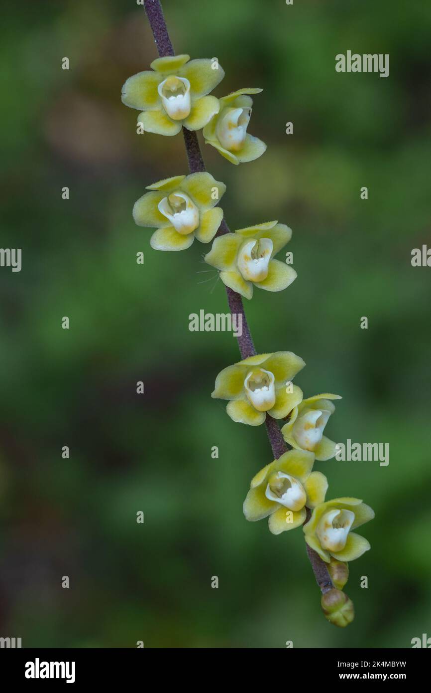 Vue rapprochée de la petite chiloschista viridiflava épiphytique orchidée jaune et blanc fleurs en plein air jardin tropical sur fond naturel Banque D'Images