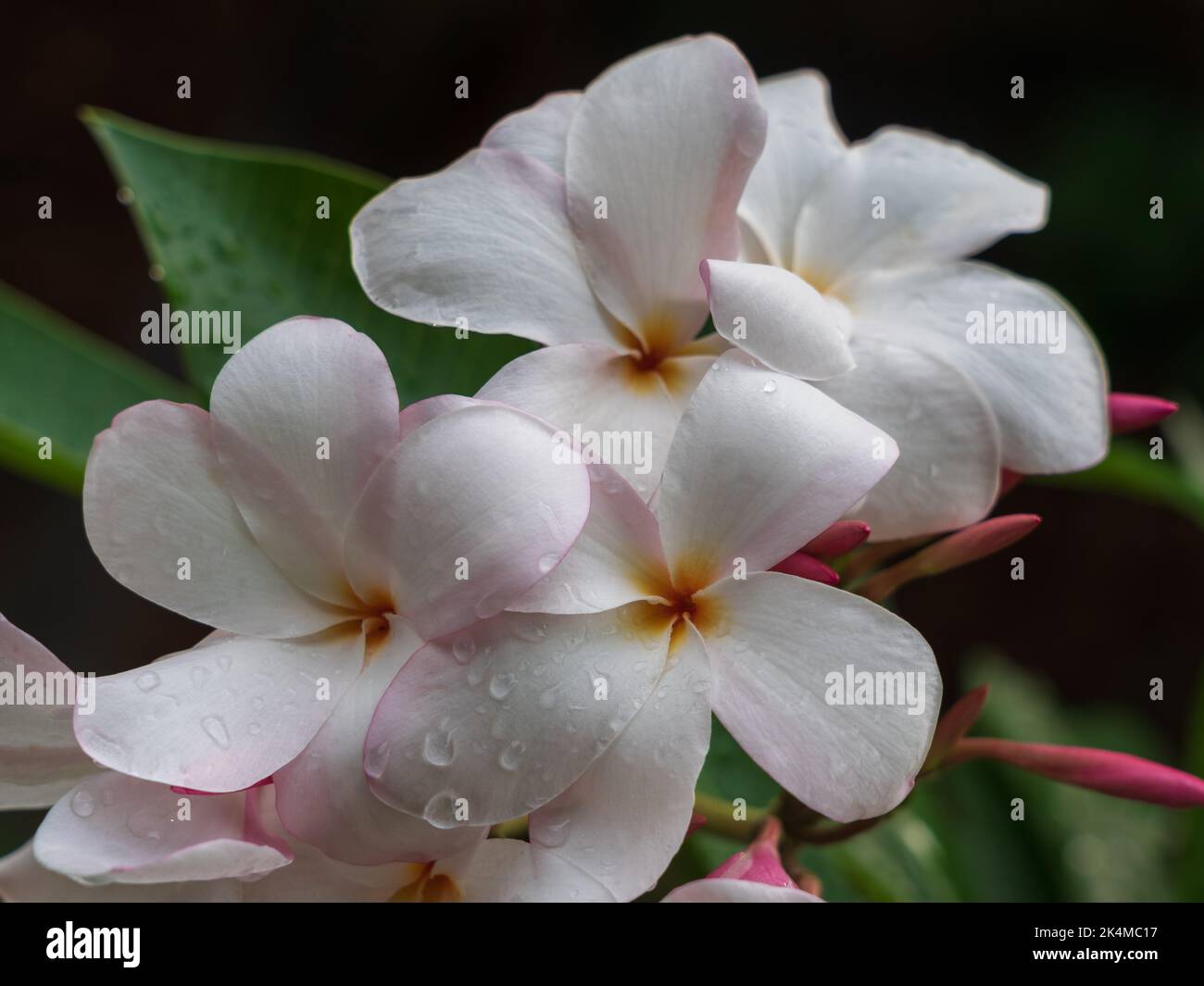 Vue rapprochée de la plumeria blanche et rose vif ou frangipani grappe de fleurs et de bourgeons dans le jardin tropical extérieur isolé sur fond naturel Banque D'Images
