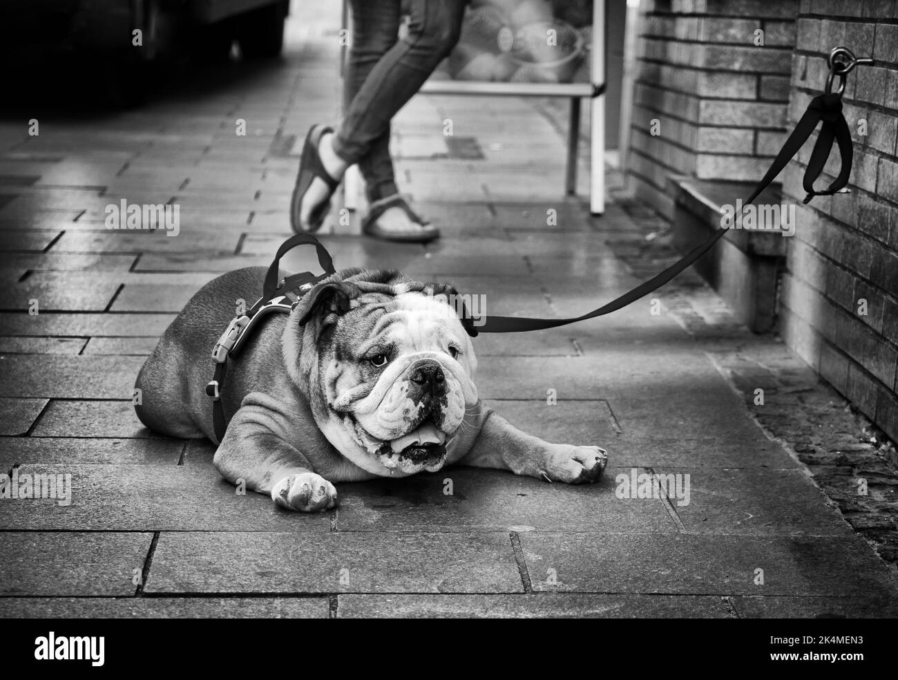 Bulldog tiedto Leash attend à l'extérieur du magasin (monochrome) Banque D'Images